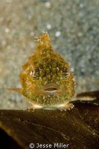 Pacific Spiny Lumpsucker's are a Pacific Northwest favori... by Jesse Miller 